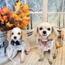 댕댕아야옹 이미지