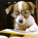 우리집강아지 이미지