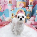 멍뭉펫살롱 이미지