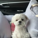 키다리아저씨 동물병원 이미지