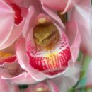 황금개구리 이미지