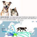 개와 고양이 이미지