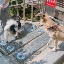 베스트바디유성 | 다이소 찐 인기템 12종 구매 후기