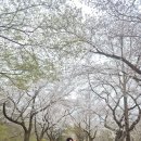 선운사의추억 | 전북 고창 여행 가볼 만한 곳 - 선운사 벚꽃