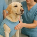 명 축산동물병원 | 반려동물 의료복지제도 총정리 (지원금, 자격요건, 신청처)