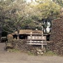 조록나무 뿌리 형상물 이미지