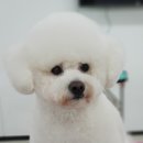 베리애견미용 이미지