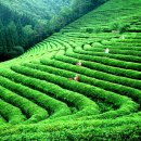 보성농원 이미지