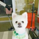 끌리개 이미지