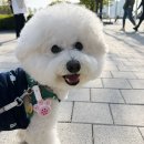 멍달려 | 강아지 진드기 걱정 덜어주는 팬던트형 멍가드 후기 애견용품