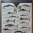 길본참치 이미지