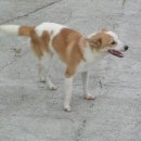 바둑이마을 이미지