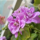 그린아이즈 이미지