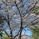 영남대학교 법학전문대학원 | [경상북도/경산시] 영남대학교벚꽃 / 대구근교벚꽃 / 경산영대벚꽃 / 영대벚꽃 / 경북경산벚꽃 / 벚꽃...