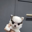 내 품안의 반려견 이미지