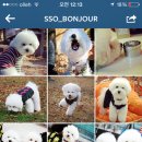 봉주르독 이미지