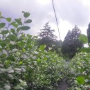 지선농장 이미지