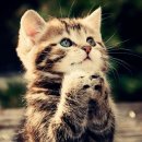 (주)엘샤다이 이미지