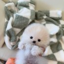 독스캣 강아지고양이 수원점 이미지