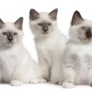 김해동물메디컬센터 이미지