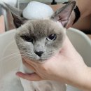 러브펫 - 용인시 처인구 곡현로 748-1 | 러브펫살롱에 찾아온 요정들 마중하기! 고양이 무마취 미용 후기 (feat. 냥이들 화보 촬영 완료)