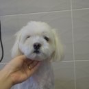 콩이 애견샵 이미지