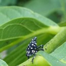 백우농장 이미지