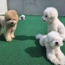 댕동댕 유치원 이미지