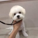 바둑이 쌀롱 네이버블로그