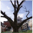 하우경로당 | [20110119]소사역에서 성주산-소래산-상아산-관모산-인천대공원까지 - 1부