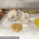 조치원메디컬센터 이미지