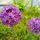 산골농장 이미지