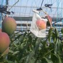 영농조합법인 나눔농장 이미지