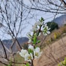 수목농장 이미지