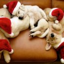 라온반려동물병원 이미지