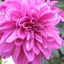 첼로 (B) 이미지