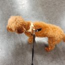 펫클럽 계양점 이미지