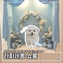 대주사료 애견샵 | [성남] 남위례역 강아지 사료부터 옷까지 다 있는 애견용품샵 | 라피네몽 쇼룸