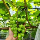 마이하트 이미지