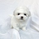 데스티니 퍼피 이미지