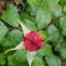 로젠하임 이미지