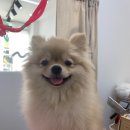 다소니펫살롱 이미지