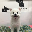 이자매펫미용원 이미지