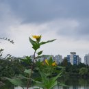 화서역 5번출구 이미지