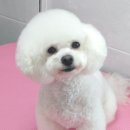 할리우드펫 이미지