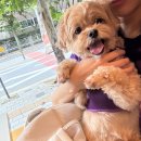 한스애견카페 이미지