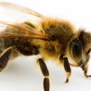 여왕벌PC방 이미지