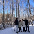 별바라기 | 겨울 인제 자작나무숲길, 별바라기숲까지 걸어본 후기