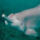 고래이야기 이미지