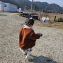 건강품은 전라도 흑염소 농장 | [+562] 주말은 염소농장 에서 아기염소 우유주기